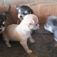 Hermosos cachorros.pitbull.chihuahua.shitzu.pastor alemán.pastor belga malinoe.yorky.dalmata.bulldog francés.labrador. - Img 58289537