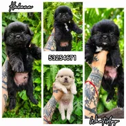 🌸SHIH TZU y SPANIEL TIBETANO( pekines ) - Img 54834798