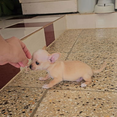 Cachorro CHIHUAHUA DISPONIBLE 💙💙♂️♂️ - Img 124274528