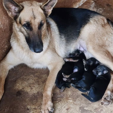 En venta cachorros machos de pastor alemán - 4/5
