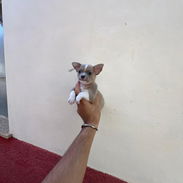 Variedad de razas disponibles pitbull, Chihuahua, shitzu, bulldog francés,pastor Alemán llamar al 53818081 - Img 55613795