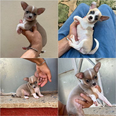 ((( CHIHUAHUAS AMBOS SEXOS  BETTY MASCOTAS WHATSAPP 52506841 ))) - Img 122653920