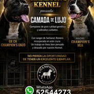 Vendo pitbull - Img 57167143