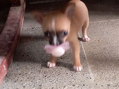 Chihuahua hembra - Img main-image-45936741