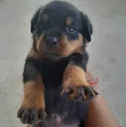 Rottweiler. Bella raza, comunicarse con 56102895. - Img 50575054