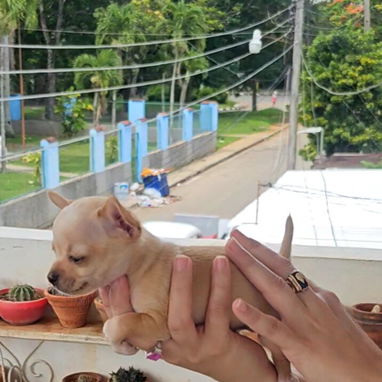 Cachorro CHIHUAHUA DISPONIBLE 💙💙♂️♂️ - Img 124274510