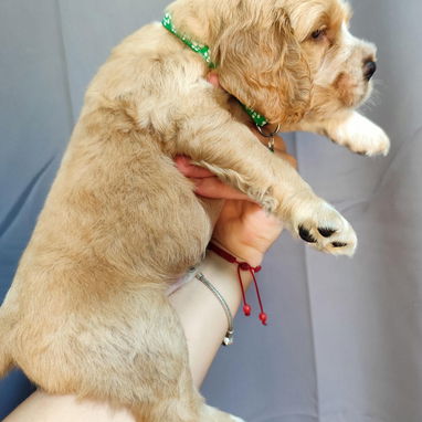 💢COCKER SPANIEL ♀️♂️💢 - Img 123674873