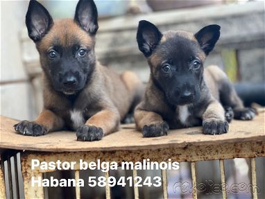 Hermosos cachorros de pastor belga malinois Hembras y machos - Img 67654713