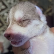 Husky en venta - Img 55621268