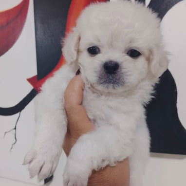 PEQUINÉS ALBINOS,machos,en 70 USD o equivalente,TENGO MENSAJERÍA,de 50 días,desparacitados,ENTREGAN CON HISTORIA CLÍNICA - Img 123312417