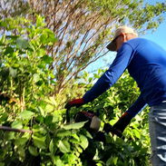 oferta de trabajo como Jardinero en nuestra mypime de jardinería - Img 56304174