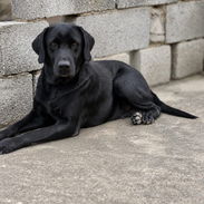 Cachorros labradores 70usd - Img 56319478