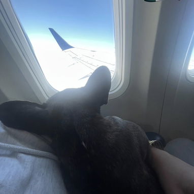 Agencia de viajes de mascotas - Img 122248362