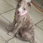 PITBULL MERLE,hembra,en 200 USD o equivalente en moneda nacional,TENGO MENSAJERÍA,tiene 55 días y está desparacitada - Img 57900763