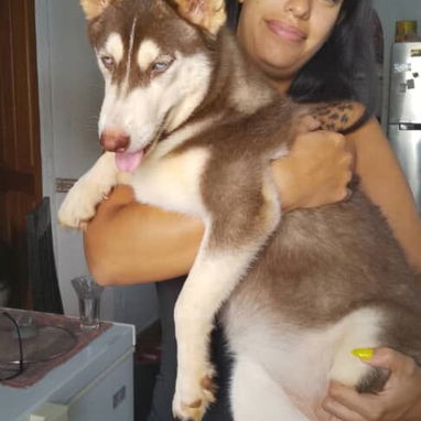 Husky siberiano con papeles del club - 2/2