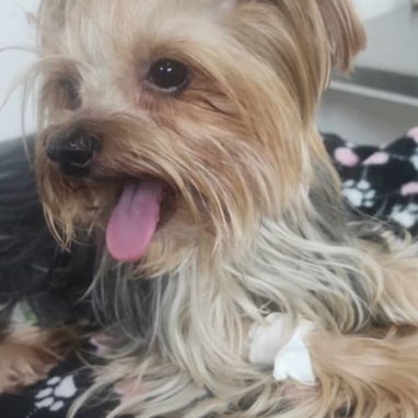 YORKY,macho,en 250 USD o equivalente(ACEPTO TRANSFERENCIA)TENGO MENSAJERÍA,tiene 70 días y está desparacitado. - Img 120834731