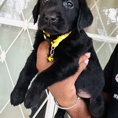 🥰 LABRADORES 🥰 - Img 123909477