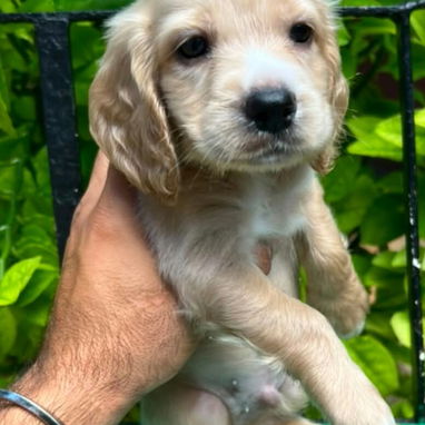 🐶❤️ ¡LINDOS MACHITOS COCKER SPANIEL ! WHATSAPP 58746643 ❤️🐶 - 3/4