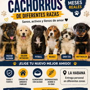 SOMOS UN EQUIPO DE PROFESIONALES EXPERTO EN LA CRIANZA Y VENTA DE PERROS PURA RAZAS GARANTIA DE SALUD Y LEGITIMIDAD SEGU - Img 55279498