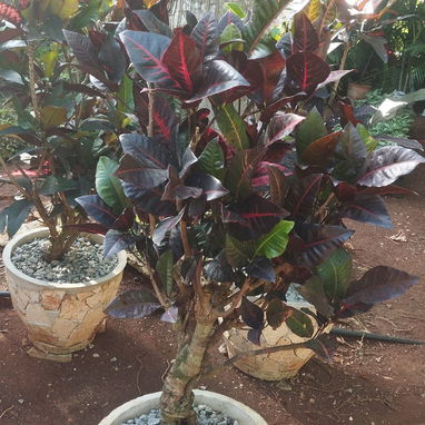 Servicios de jardineria - Img 126449866