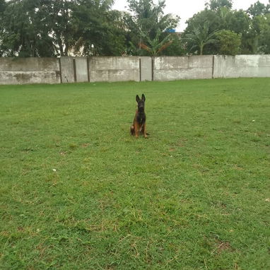 Adiestramiento canino - Img 118694005
