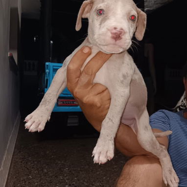 PITBULL MERLE,hembra,en 170 USD o equivalente en moneda nacional,TENGO MENSAJERÍA,tiene 48 días y está desparacitada - 2/10