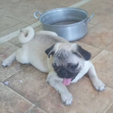 PUG CARLINO,hembra,en 250 USD o equivalente,TENGO MENSAJERÍA,tiene 6 meses,2 VACUNAS PUESTAS y con historia clínica - 2/10