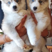 Vendo hermosas huskys siberianas - Img 58279914