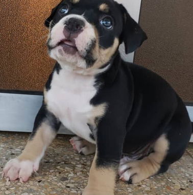 AMÉRICAN BULLY Pocket,hembras en 650 y machos en 600 USD,de 50 días,desparacitado,TENGO MENSAJERÍA,con contrato y collar - Img 98343361