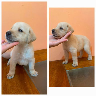 Cachorros de Labrador en venta‼️ - Img 125564635