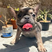 BULLDOG FRANCES,macho azul,en 550 USD o equivalente,TENGO MENSAJERÍA,tiene 85 días y está desparacitado - Img 56740717