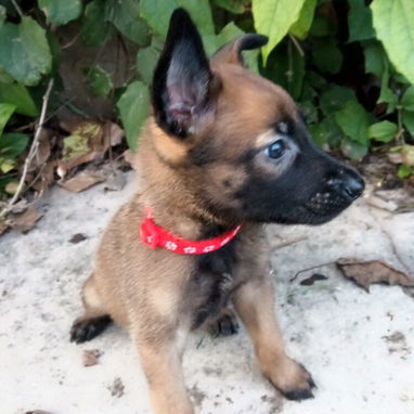 PASTOR MALINOIS,hembras en 300 USD o equivalente,TENGO MENSAJERÍA,45 dias,desparacitadas,con historia clínica y collar - Img 123047626