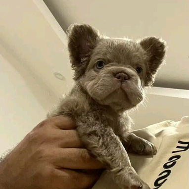 Vendemos cachorro de todo tipo de razas - Img 111500459