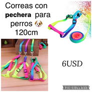 Correas para mascotas - Img 55558698