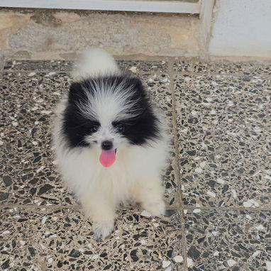 CACHORRAS DE RAZA POMERANIA 🐻 ♀️♀️🩷 - 2/6