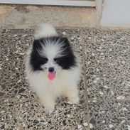 CACHORRAS DE RAZA POMERANIA 🐻 ♀️♀️🩷 - Img 57887965
