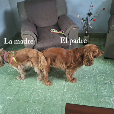 Vendo cachorros de Cocker Spaniel - Img 124896969