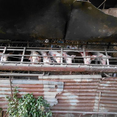 Vendo puercos al destete - 3/3