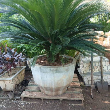 Servicio de jardinería 👩🏼🌾 - Img 127441714