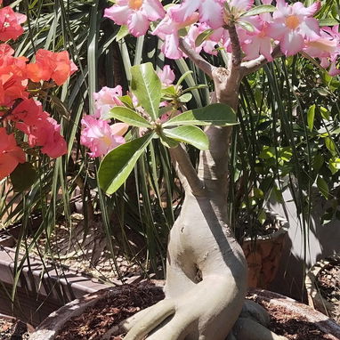 🌸 Siembra tu Pedacito 🌸   Naturaleza, color y armonía para tu hogar.  - 🌿 Venta de plantas ornamentales: frescas, sal - Img 121672517