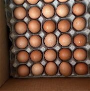 vendo huevos - Img 45935875