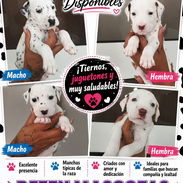 ((( DÁLMATAS AMBOS SEXOS BETTY MASCOTAS WHATSAPP 52506841 )))) - Img 55732400