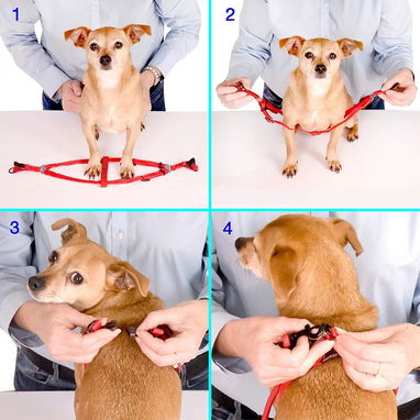 Pechera con correa para perros medianos y grandes - Img 125378296