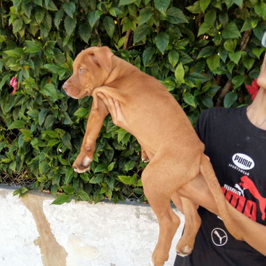 Hermoso cachorro pitbull - 2/2