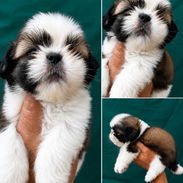((( SHIH TZU AMBOS SEXOS EN VENTA BETTY MASCOTAS WHATSAPP 52506841 )))) - Img 49738682