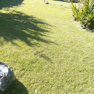 jardinería y mantenimientos - Img 119931979