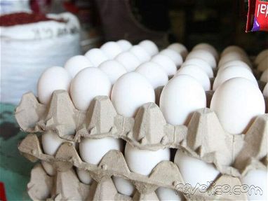 GANGA cartones de huevos¡¡¡¡¡ - Img main-image-45610738