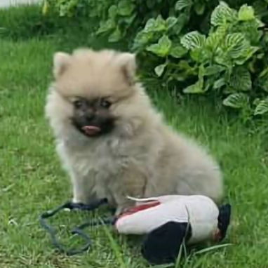 💖 POMERANIA HEMBRITA CARA DE OSO BETTY MASCOTAS WHATSAPP 52506841 💖 - 5/6