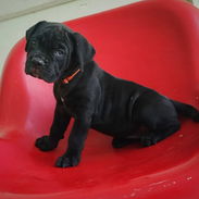 CANE CORSO HEMBRA CON PEDIGREE - Img 56049768
