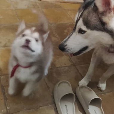Cachorro de Husky Siberiano - 6/7